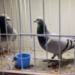 9.1.2015 Kielce. Na ogólnopolskiej wystawie gołębi w Targach Kielce można zobaczyć ponad 1600 ptaków. Odwiedzający mogą też zapoznać się z ofertą producentów odżywek, karmy i gołębników. / Wojciech Habdas / Radio Kielce