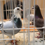 9.1.2015 Kielce. Na ogólnopolskiej wystawie gołębi w Targach Kielce można zobaczyć ponad 1600 ptaków. Odwiedzający mogą też zapoznać się z ofertą producentów odżywek, karmy i gołębników. / Wojciech Habdas / Radio Kielce