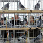 9.1.2015 Kielce. Na ogólnopolskiej wystawie gołębi w Targach Kielce można zobaczyć ponad 1600 ptaków. Odwiedzający mogą też zapoznać się z ofertą producentów odżywek, karmy i gołębników. / Wojciech Habdas / Radio Kielce