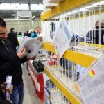 9.1.2015 Kielce. Na ogólnopolskiej wystawie gołębi w Targach Kielce można zobaczyć ponad 1600 ptaków. Odwiedzający mogą też zapoznać się z ofertą producentów odżywek, karmy i gołębników. / Wojciech Habdas / Radio Kielce