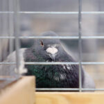 9.1.2015 Kielce. Na ogólnopolskiej wystawie gołębi w Targach Kielce można zobaczyć ponad 1600 ptaków. Odwiedzający mogą też zapoznać się z ofertą producentów odżywek, karmy i gołębników. / Wojciech Habdas / Radio Kielce