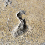 13.1.2015 Św. Krzyż. Trwają prace renowacyjne bazyliki mniejszej. Do marca br. zostanie odrestaurowana zabytkowa posadzka w kościele i kruchcie, zostanie poddany konserwacji ołtarz, zabytkowe tabernakulum i figury aniołów. / Wojciech Habdas / Radio Kielce