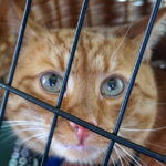 Dzień Kota w Muzeum Zabawek i Zabawy / Kamil Król / Radio Kielce