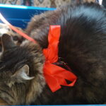 Dzień Kota w Muzeum Zabawek i Zabawy / Kamil Król / Radio Kielce