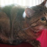 Dzień Kota w Muzeum Zabawek i Zabawy / Kamil Król / Radio Kielce