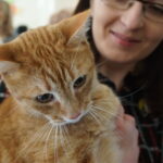 Dzień Kota w Muzeum Zabawek i Zabawy / Kamil Król / Radio Kielce