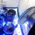 01.02.2015 Narkotyki / Świętokrzyska Policja