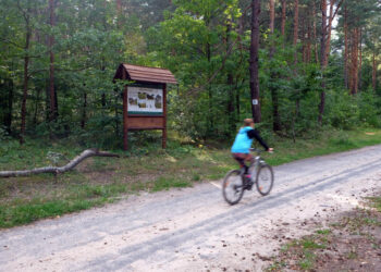 Drewniane stojaki oraz tablice edukacyjne i informacyjne zostały ustawione wzdłuż ścieżki rowerowej na Stadionie Leśnym w Kielcach. / Wojciech Habdas / Radio Kielce