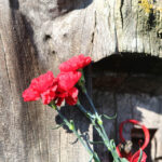 8.3.2015 Kielce. W Kielcach z okazji Dnia Kobiet na kilkunastu rzeźbach pojawiły się... czerwone goździki. To inicjatywa nieformalnej grupy „Kwiatki w betonie”. / Wojciech Habdas / Radio Kielce