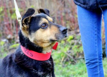 Pies do adopcji - Ramzes / Radio Kielce