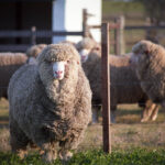 "Urugwaj – dziewiczy raj” - wystawie fotograficzna Virginii Zabalety Stirling / Virginia Zabaleta Stirling