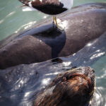 "Urugwaj – dziewiczy raj” - wystawie fotograficzna Virginii Zabalety Stirling / Virginia Zabaleta Stirling