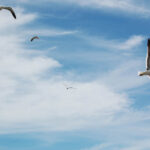 "Urugwaj – dziewiczy raj” - wystawie fotograficzna Virginii Zabalety Stirling / Virginia Zabaleta Stirling