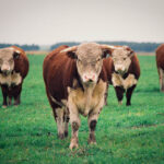 "Urugwaj – dziewiczy raj” - wystawie fotograficzna Virginii Zabalety Stirling / Virginia Zabaleta Stirling