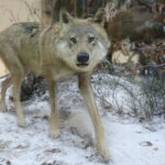 Dzień otwarty w Nadleśnictwie Kielce / Kamil Król / Radio Kielce