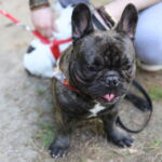 Spacer buldożków w parku linowym w Kielcach / Kamil Król / Radio Kielce