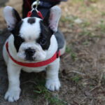 Spacer buldożków w parku linowym w Kielcach / Kamil Król / Radio Kielce