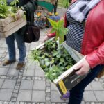 17.05.2015 W domu Środowisk Twórczych można było wymienić się sadzonkami roślin / Stanisław Blinstrub / Radio Kielce