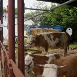 Dzień Otwartych Drzwi w Modliszewicach (28 czerwca 2015 r.) / Ewa Okońska / Radio Kielce