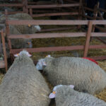 Dzień Otwartych Drzwi w Modliszewicach (28 czerwca 2015 r.) / Ewa Okońska / Radio Kielce