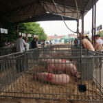 Dzień Otwartych Drzwi w Modliszewicach (28 czerwca 2015 r.) / Ewa Okońska / Radio Kielce