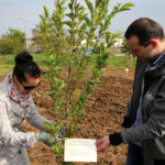 Nasadzanie magnolii w ogrodzie botanicznym w Kielcach / Kamil Król / Radio Kielce