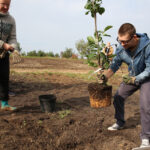 Nasadzanie magnolii w ogrodzie botanicznym w Kielcach / Kamil Król / Radio Kielce