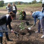 Nasadzanie magnolii w ogrodzie botanicznym w Kielcach / Kamil Król / Radio Kielce