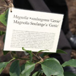 Nasadzanie magnolii w ogrodzie botanicznym w Kielcach / Kamil Król / Radio Kielce