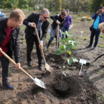 Nasadzanie magnolii w ogrodzie botanicznym w Kielcach / Kamil Król / Radio Kielce