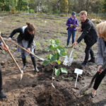 Nasadzanie magnolii w ogrodzie botanicznym w Kielcach / Kamil Król / Radio Kielce