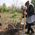 Nasadzanie magnolii w ogrodzie botanicznym w Kielcach / Kamil Król / Radio Kielce
