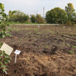 Nasadzanie magnolii w ogrodzie botanicznym w Kielcach / Kamil Król / Radio Kielce