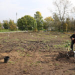 Nasadzanie magnolii w ogrodzie botanicznym w Kielcach / Kamil Król / Radio Kielce