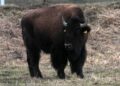 Wyrok śmierci na bizona uciekiniera