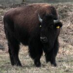 Rozpoczęła się zbiórka pieniędzy na zagrodę dla bizona - uciekiniera