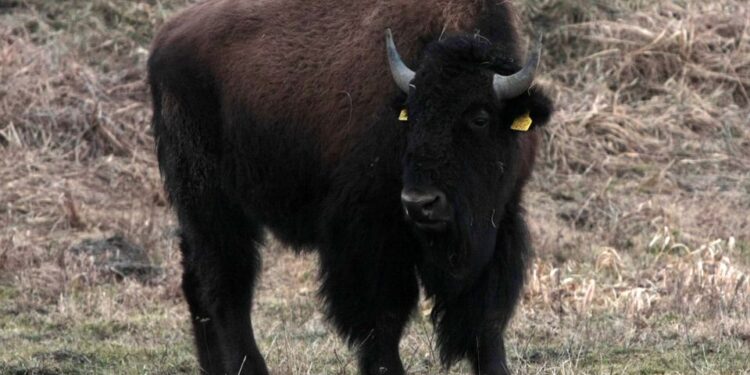 Wyrok śmierci na bizona uciekiniera