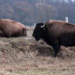 26.06.2015. Bizony z Kurozwęk / Robert Felczak / Radio Kielce