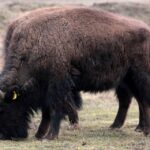 26.06.2015. Bizony z Kurozwęk / Robert Felczak / Radio Kielce