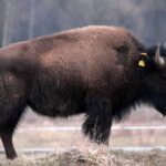 Bizon uciekinier wciąż na wolności ale monitorowany