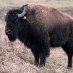 Myśliwi odnaleźli bizona uciekiniera