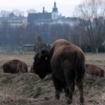 26.06.2015. Bizony z Kurozwęk / Robert Felczak / Radio Kielce