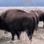 26.06.2015. Bizony z Kurozwęk / Robert Felczak / Radio Kielce