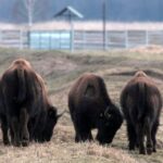 Bizony, które uciekły z hodowli na Śląsku, trafią do Kurozwęk