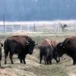 26.06.2015. Bizony z Kurozwęk / Robert Felczak / Radio Kielce