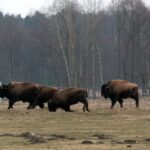 26.06.2015. Bizony z Kurozwęk / Robert Felczak / Radio Kielce