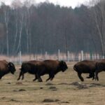 26.06.2015. Bizony z Kurozwęk / Robert Felczak / Radio Kielce