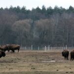 26.06.2015. Bizony z Kurozwęk / Robert Felczak / Radio Kielce