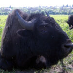 26.06.2015. Bizony z Kurozwęk / Robert Felczak / Radio Kielce