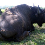 26.06.2015. Bizony z Kurozwęk / Robert Felczak / Radio Kielce